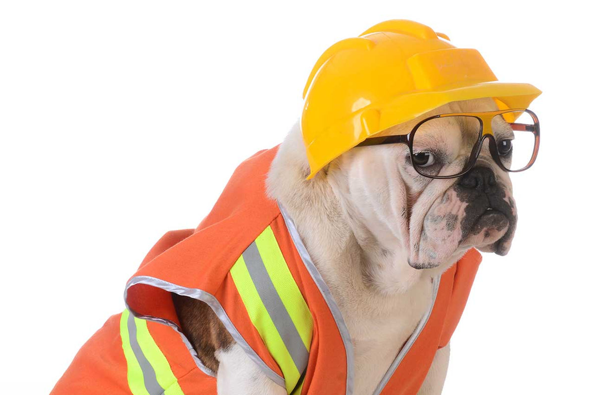 IS CBD SAFE FOR DOGS? HERE'S THE SCIENCE SHOWING IT IS WHEN DOSED