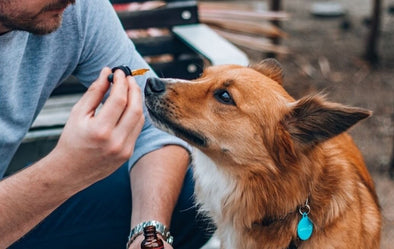WHAT’S THE DIFFERENCE BETWEEN CBD OIL FOR DOGS AND HUMANS?
