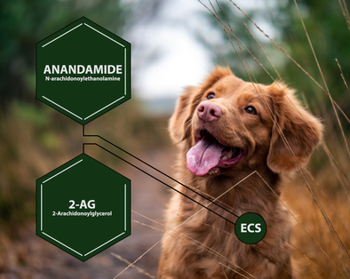 ANANDAMIDE & 2-AG: THE CANINE BODY’S NATURAL ENDOCANNABINOIDS