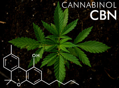 LOOKING TO THE FUTURE: HOW THE CANNABINOID CBN SHOWS PROMISE FOR ANXIETY IN DOGS
