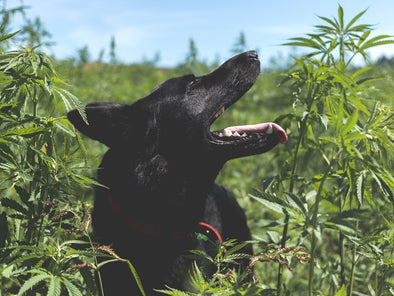 THE BENEFITS OF USING CBD FOR DOGS - WHAT DOES THE SCIENCE SAY?