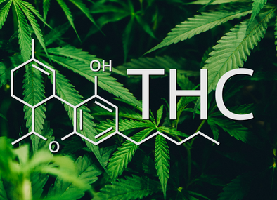 HOW THC ENHANCES FULL-SPECTRUM HEMP PRODUCTS (WITHOUT A “HIGH”)