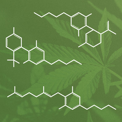 WHAT IS THE ENTOURAGE EFFECT AND WHY IS IT CRUCIAL TO USING CANNABINOIDS SUCCESSFULLY?